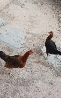 مرغ محلی جوان