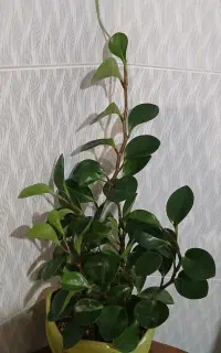 گل قاشقی آپارتمانی با گلدون وهشت شاخه پربرگ