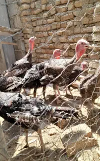 بوقلمون