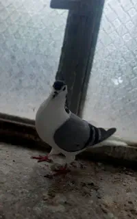 چپ سبز ماده مفت پاک