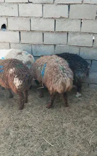 بره نر چاق