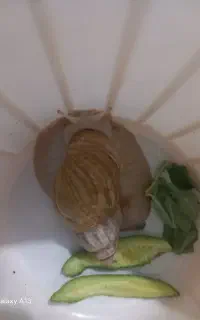 فروش حلزون