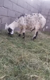 بره‌قوچ