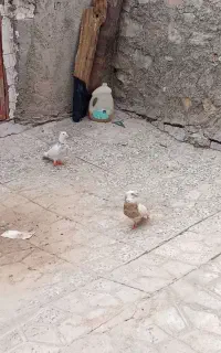 طوقی