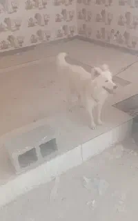 فروش