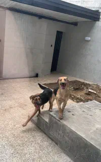 واگذاری ۲ سگ نر و ماده