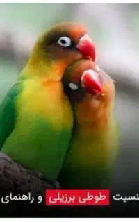 طوطی برزیلی پیدا شده