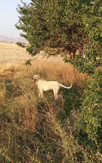 واگذاری توله سگ