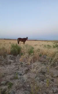 اسب