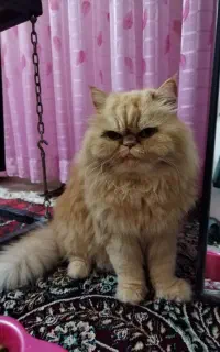 گربه پرشین