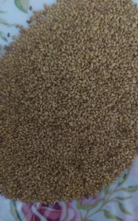 فروشی بذر یونجه