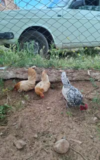 خروس زینتی و مرغ پاکوتا