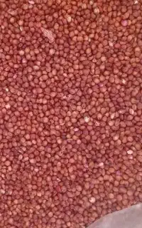 ذرت علوفه ای