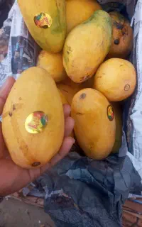 انبه