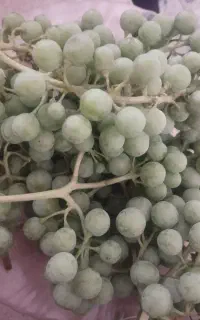غوره کیلویی 50