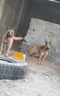 سگ مالینویز نر و ماده