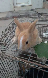 خرگوش