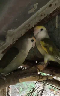 جفت کوتوله مولد