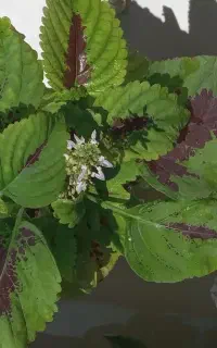 گل های طبیعی