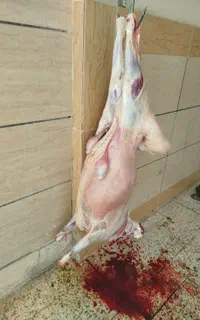 قصاب شبانه روزی
