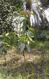 انبه ۲ساله، میناب