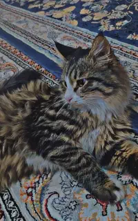 گربه واگذاری