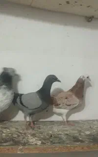 کبوتر