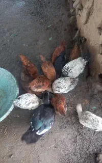 جوجه های محلی