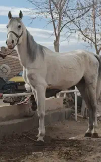 اسب کرد ۶دانگ