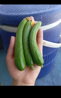 خیارشوری