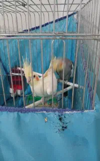 عروس هلندی