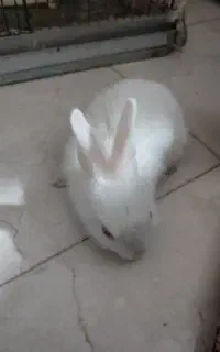 بچه خرگوش