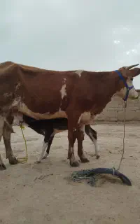 گاو گوساله دار