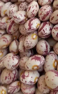 لوبیا چیتی و کشاورزی (باقالا قاتوق)
