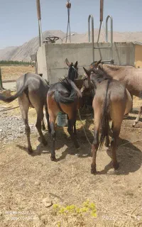 فروش قاطر 5سال کاری باری