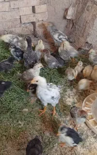 جوجه گلپایگانی‌اصل