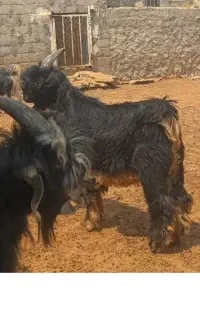 کهره نر