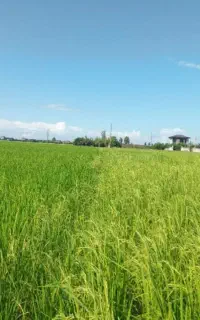 کود اقتصادی مخصوص برنج افزایش تناژ تضمینی