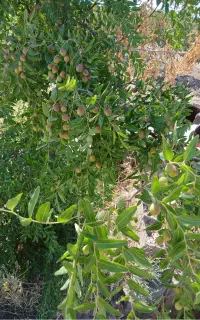کارگر ساده