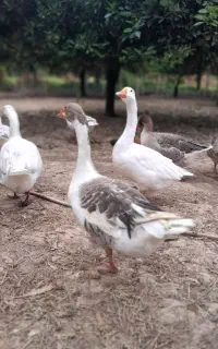 غاز نر دو ساله