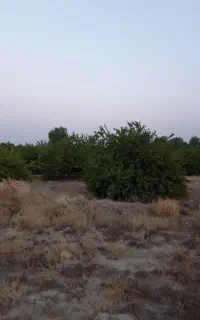 زمین باغی محدوده شهرک امام علی