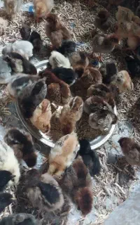 جوجه گلپایگانی