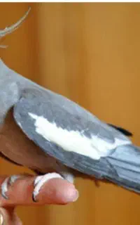 عروس هلندی گمشده..مژدگانی ۵ تومن