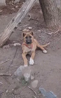 توله سگ سرابی