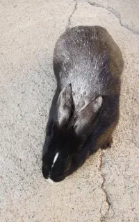 خر گوش  نر