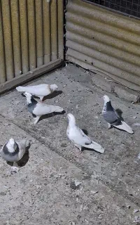 کبوتر طوقی و ۲عدد گرفتنی