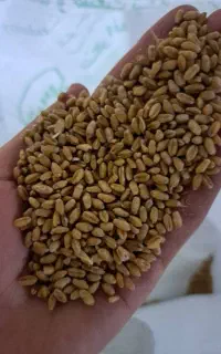 گندم ساویز