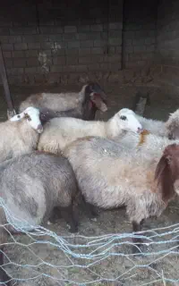 گوسفند