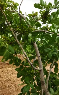 انجام پیوند پسته به صورت شکمی و لوله ای