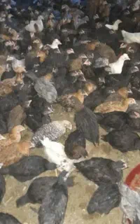 جوجه مرغ و خروس محلی اصل و گلپایگانی و بوقلمون